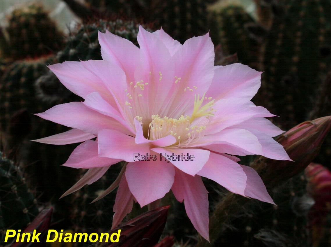 Bilder 2012/Pink Diamond.jpg 